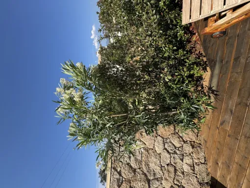 Implantation d’un nouveau sujet végétal et aménagement à Porto Vecchio, Porto-Vecchio, SOS Multiservices