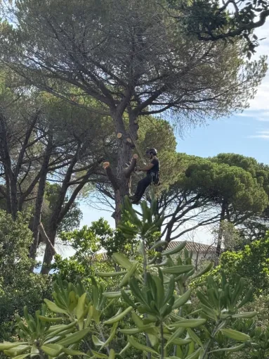Nos prestataires en pleine action d’élagage dans un beau pin maritime 